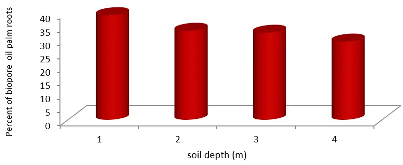 Figure 1. The Root System in Oil Palm Plants Forms the Largest Natural Biopores Around the Plant Base Jurnal Kelapa Sawit Boros Air (2023) Sawit Konservasi Tanah dan Air