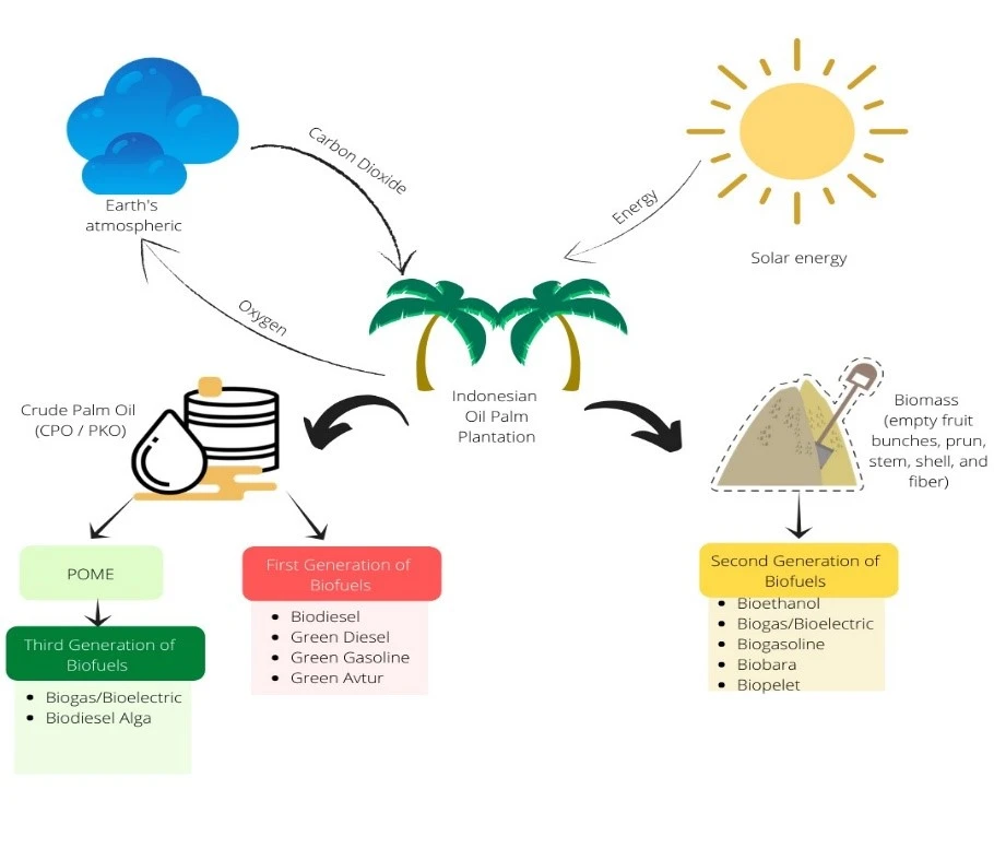 Uncovering The Surprising Role Of Palm Oil In Achieving SDGs A Must
