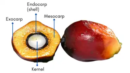 Morfologi Buah Brondol Sawit