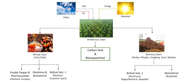 Penyerapan CO2 dan Karbon Stok pada Perkebunan Sawit