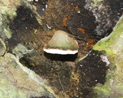 ganoderma kelapa sawit