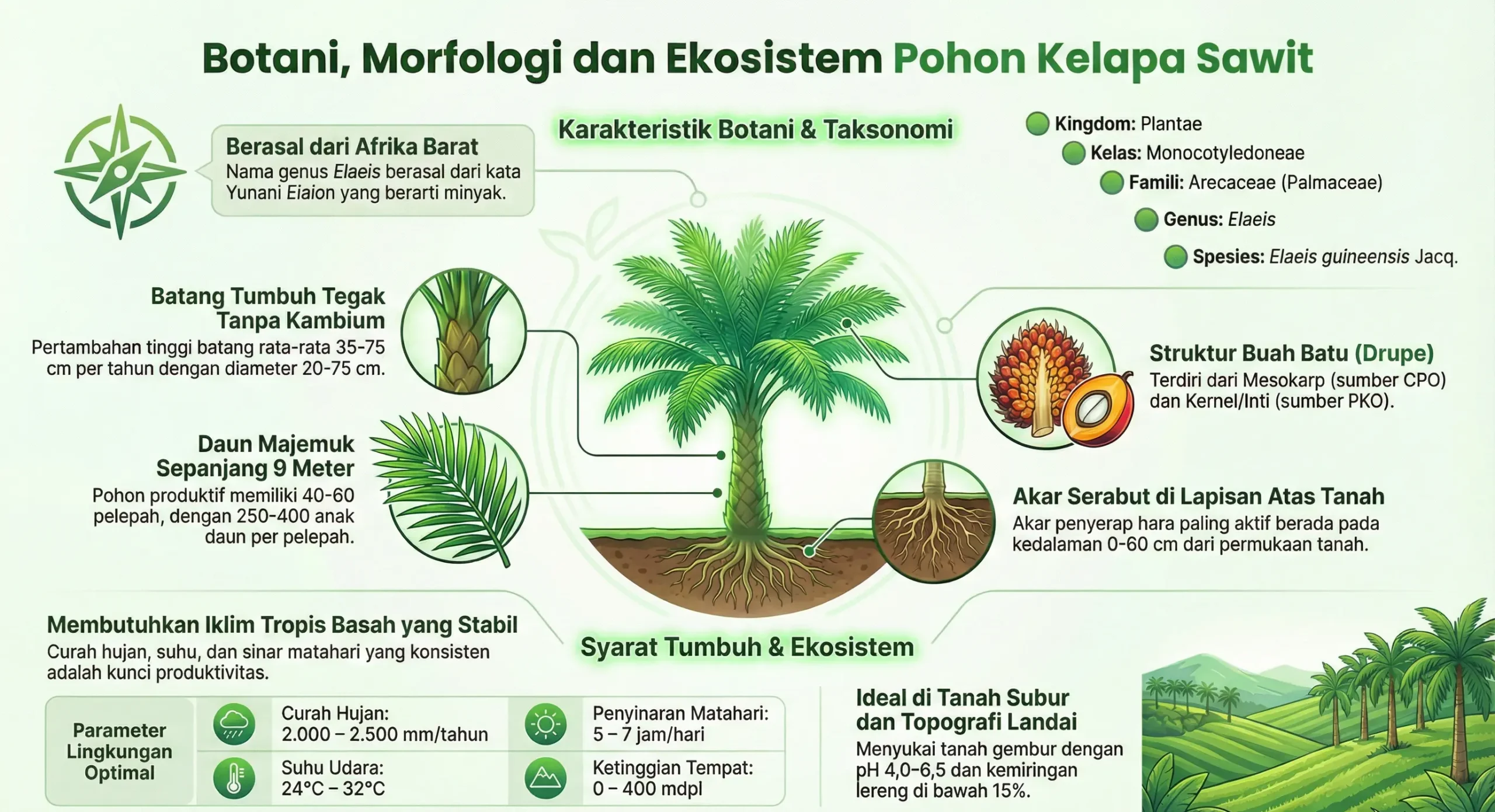 Botani Morfologi dan Ekosistem Pohon Kelapa Sawit scaled